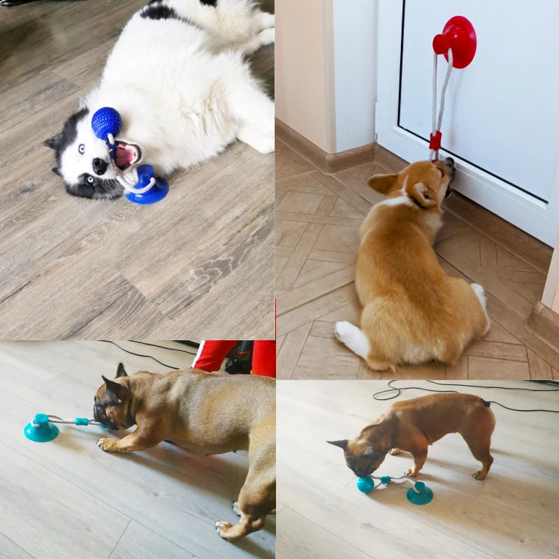 Pet Puppy Interactive Suction Cup